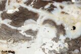 Petrified Peanut Wood Section - Australia #239736-1